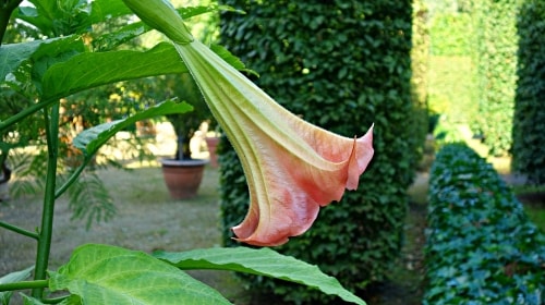 Angel’s Trumpet – Monday’s Free Daily Jigsaw Puzzle