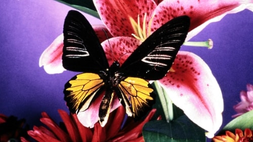 Still Life Butterfly
