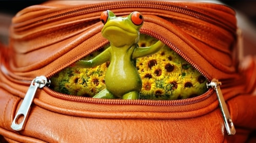 Frog In A Pocketbook