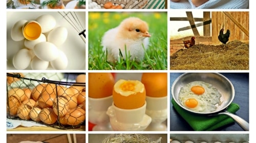 Eggs – Tuesday’s Language Course Daily Jigsaw Puzzle