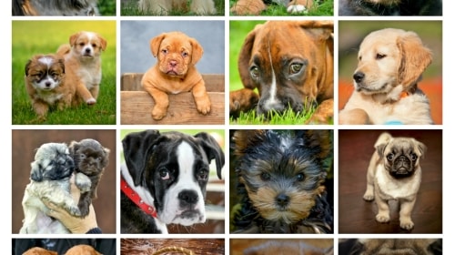 Wednesday’s Free Daily Jigsaw Puzzle – Puppies
