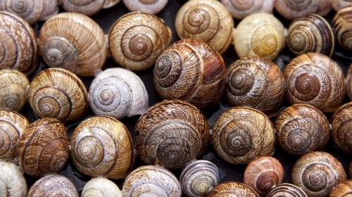 Snail Shells – Monday’s Escargot Daily Jigsaw Puzzle