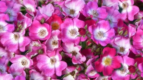 Carpet Of Flowers – Saturday’s Free Daily Jigsaw Puzzle