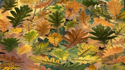 Leaves – Monday’s Not Yet Fall Daily Jigsaw Puzzle