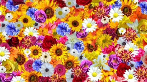 Flower Riot – Sunday’s Free Daily Jigsaw Puzzle