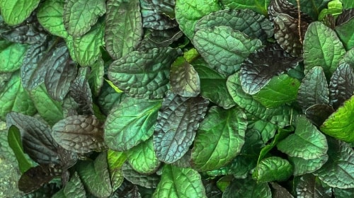 Leaves – Monday’s Free Daily Jigsaw Puzzle