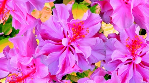 Pretty In Pink Flowers – Saturday’s Daily Jigsaw Puzzle
