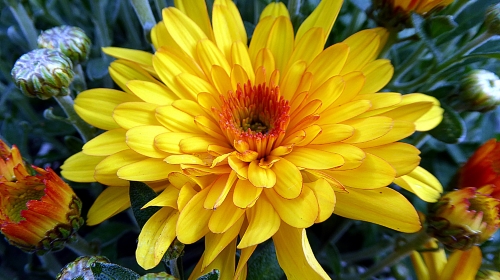 Yellow Flower – Tuesday’s Free Daily Jigsaw Puzzle