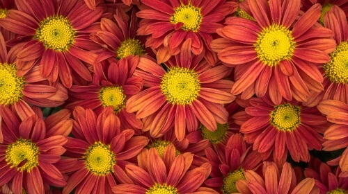 Flowers – Sunday’s “Saxophone Day” Daily Jigsaw Puzzles