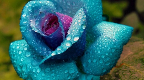 Blue Flower In The Rain