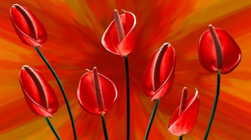 Beautiful Red Flowers – Wednesday’s Free Daily Jigsaw Puzzle