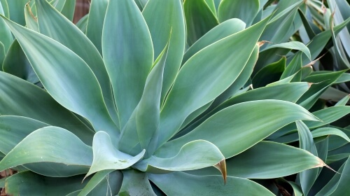 Agave – Tuesday’s Plant Based Daily Jigsaw Puzzle
