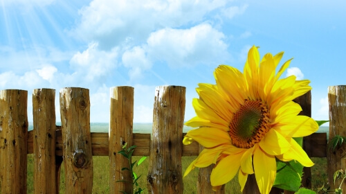 Sunflower By A Fence