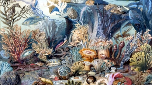 Life In The Ocean – Monday’s Free Daily Jigsaw Puzzle