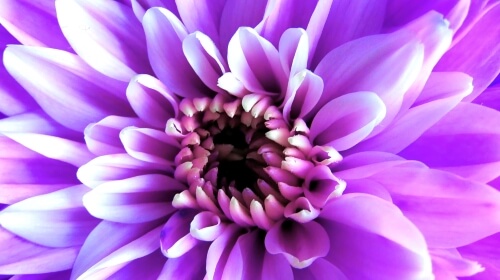 Purple Flower – Friday’s Free Daily Jigsaw Puzzle