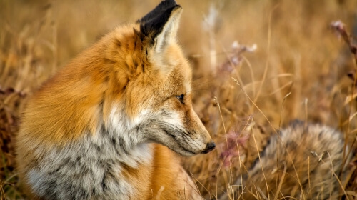 Red Fox – Friday’s Free Daily Jigsaw Puzzle