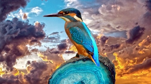Wednesday’s Free Daily Jigsaw Puzzle – Kingfisher
