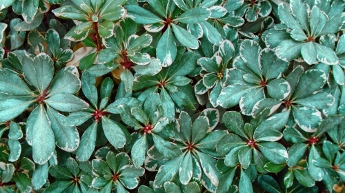 Leaves of Green – Thursday’s Free Daily Jigsaw Puzzle