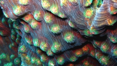 Coral – Sunday’s Underwater Daily Jigsaw Puzzle
