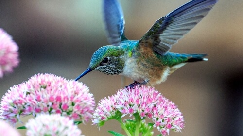 Sunday’s Free Daily Jigsaw Puzzle – Bird And Flowers
