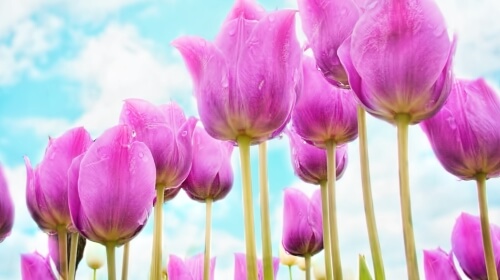 Tulips – Friday’s Flowerful Free Daily Jigsaw Puzzle