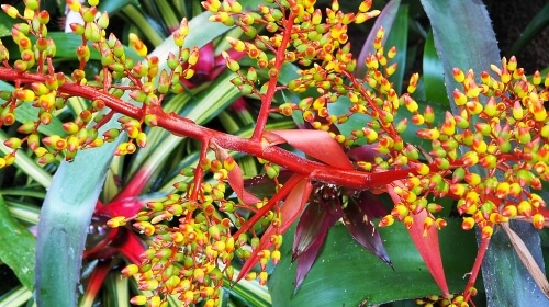 Candy Corn Plant – Monday’s Free Daily Jigsaw Puzzle