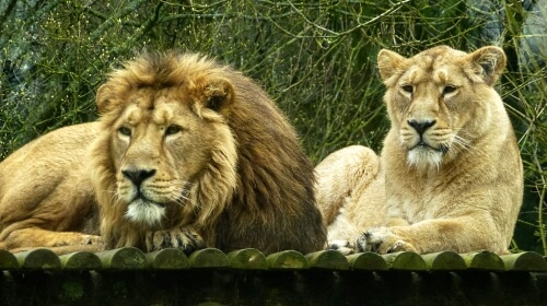 Big Cats – Sunday’s Free Daily Jigsaw Puzzle