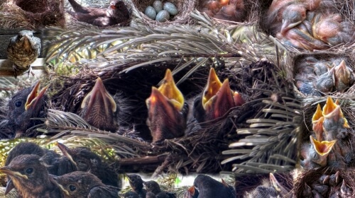 The Nest – Monday’s Free Daily Jigsaw Puzzle