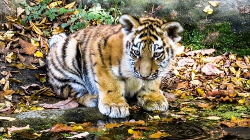Cute Baby Tiger – Thursday’s Free Daily Jigsaw Puzzle
