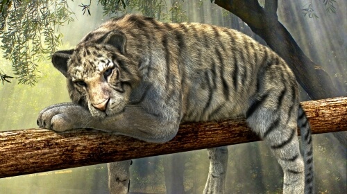 Resting Tiger – Monday’s Free Daily Jigsaw Puzzle