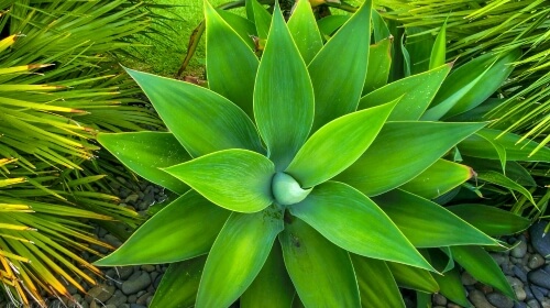 Green Plant – Wednesday’s Free Daily Jigsaw Puzzle