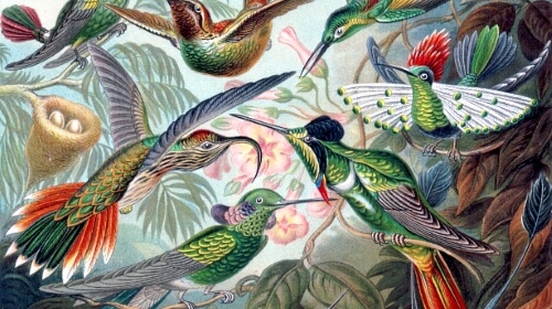 Hummingbirds – Friday’s Flying Free Daily Jigsaw Puzzle