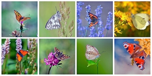 Butterflies – Monday’s Free Daily Jigsaw Puzzle