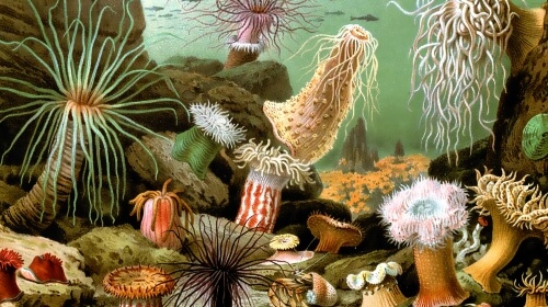 Sea Anemones – Friday’s Free Daily Jigsaw Puzzle