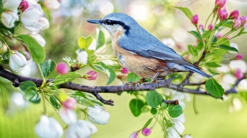The Bird – Friday’s Free Daily Jigsaw Puzzle