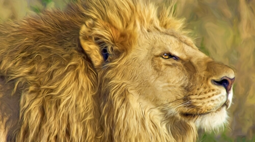 The Lion – Wednesday’s Free Daily Jigsaw Puzzle