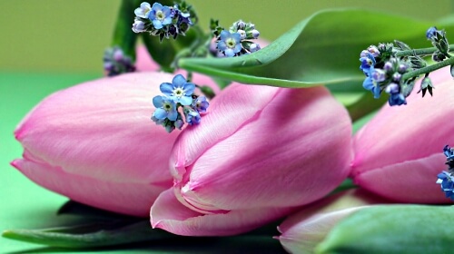 Tulips – Monday’s Early Rising Daily Jigsaw Puzzle