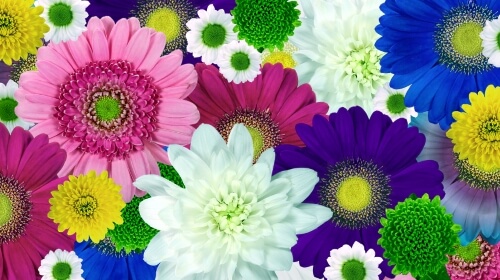 Chrysanthemums – Wednesday’s Free Daily Jigsaw Puzzle