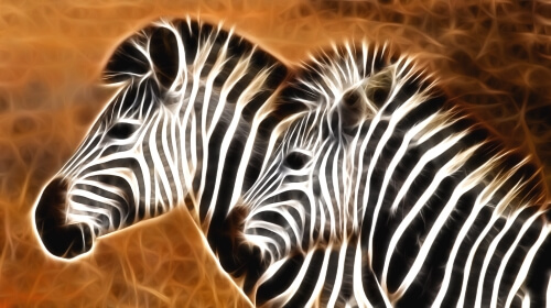 Zebras – Thursday’s Free Daily Jigsaw Puzzle