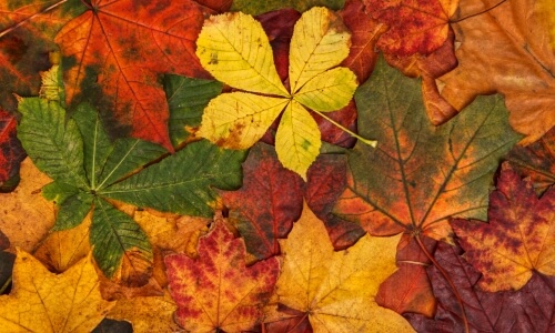 Fall Leaves – Friday’s Free Daily Jigsaw Puzzle