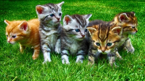 Kittens – Sunday’s Free Daily Jigsaw Puzzle