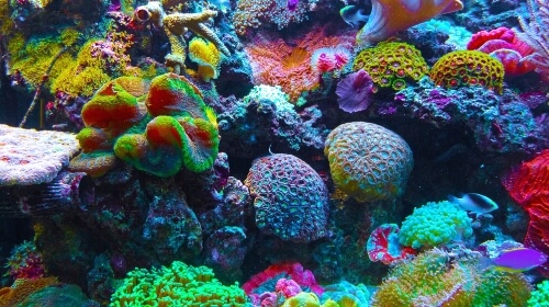 Coral Under The Sea