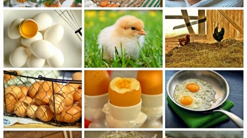 Eggs! Saturday’s Free Daily Jigsaw Puzzle