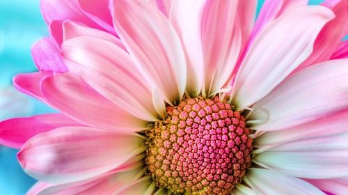 Pink Flower – Monday’s Free Daily Jigsaw Puzzle