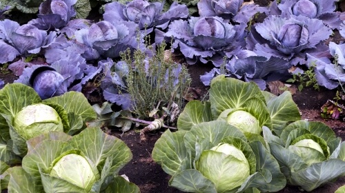 Cabbages – Sunday’s Free Daily Jigsaw Puzzle