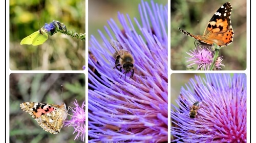 Bees and Butterflies – Thursday’s Daily Jigsaw Puzzle