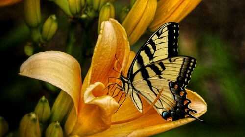 Social Butterfly – Wednesday’s Daily Jigsaw Puzzle