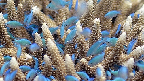 Monday’s Daily Jigsaw Puzzle – Little Blue Fish