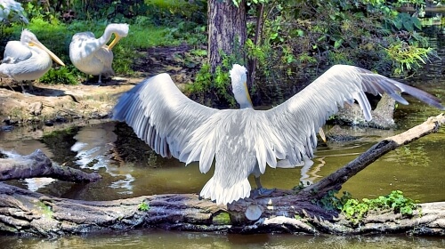 Friday’s Free Daily Jigsaw Puzzle – The Pelican Brief