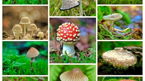 Mushrooms – Saturday’s Daily Jigsaw Puzzle